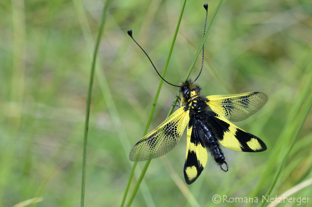 Östlicher Schmetterlingshaft |  Libelloides macaronius